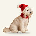 Dog wearing the knitted Santa hat and snood