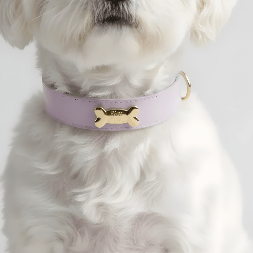 Lavender Dog Collar - PAW LONDON