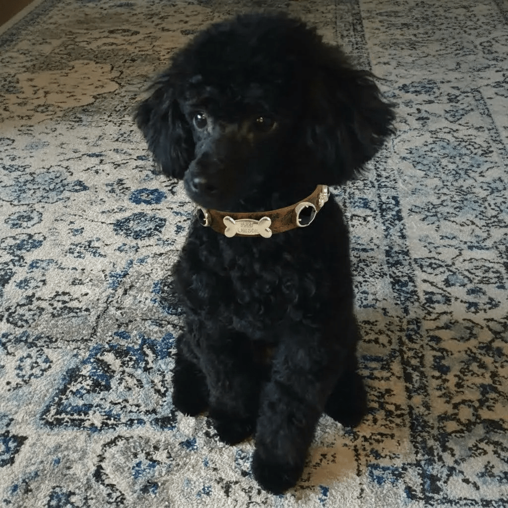 Leopard Swarovski® Dog Collar 🐆 - PAW LONDON