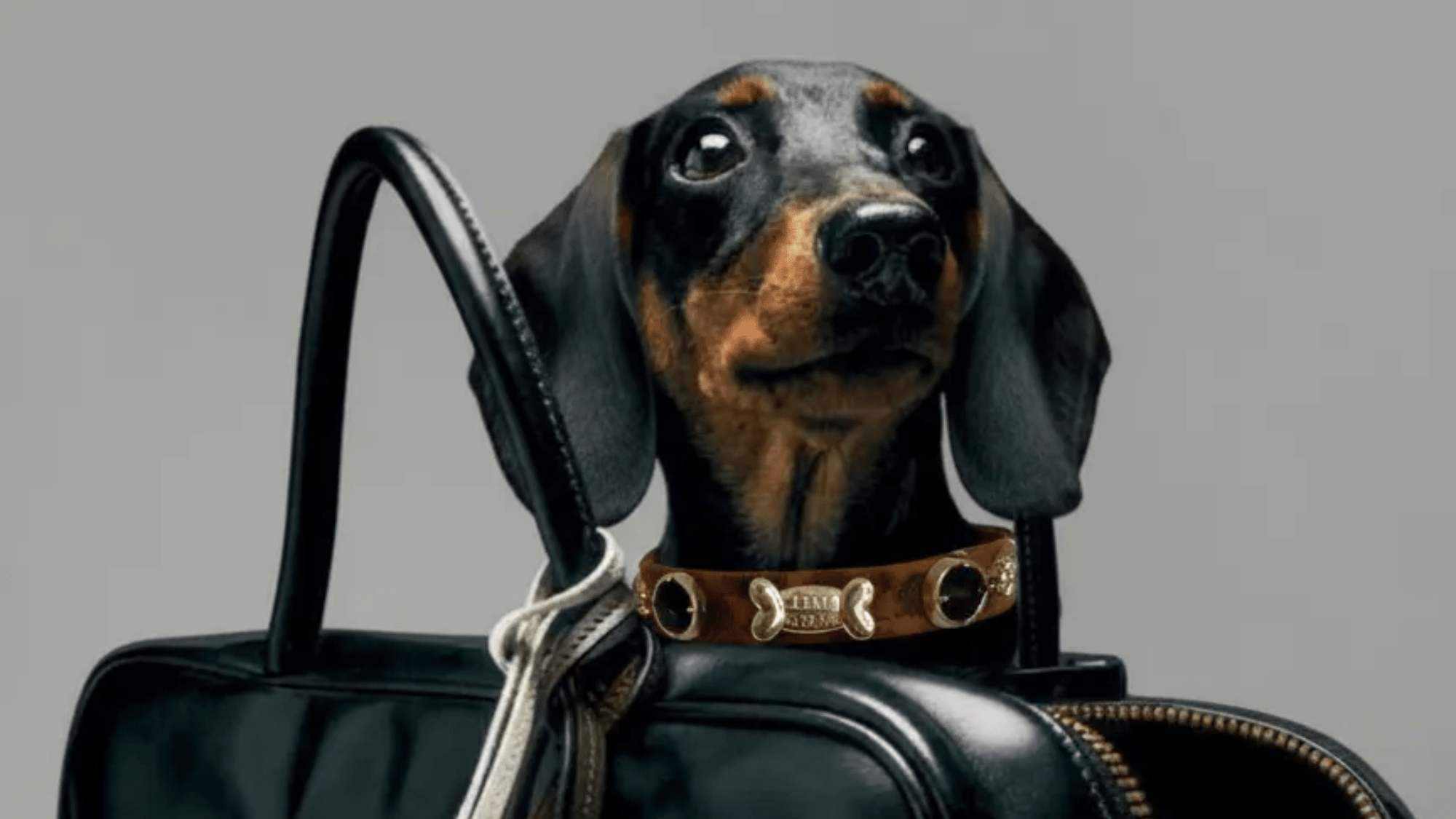 Leopard Swarovski Dog Collar 🐆 - PAW LONDON