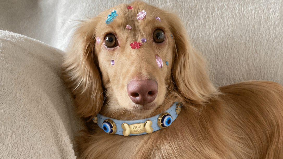 A golden long-haired dachshund lying on a beige blanket, wearing a  light blue collar decorated with cartoon dog faces and small colorful stickers on its forehead.
