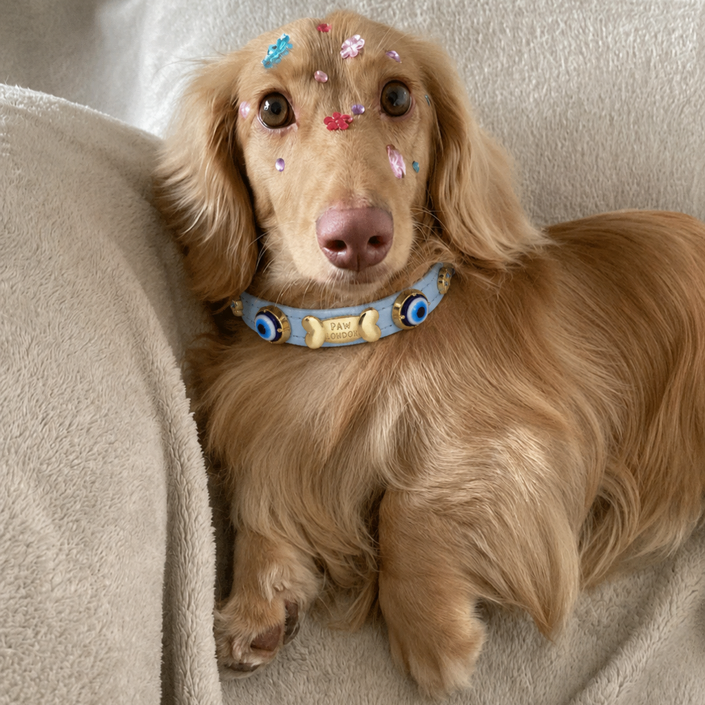 A golden long-haired dachshund lying on a beige blanket, wearing a light blue collar decorated with cartoon dog faces and small colorful stickers on its forehead.