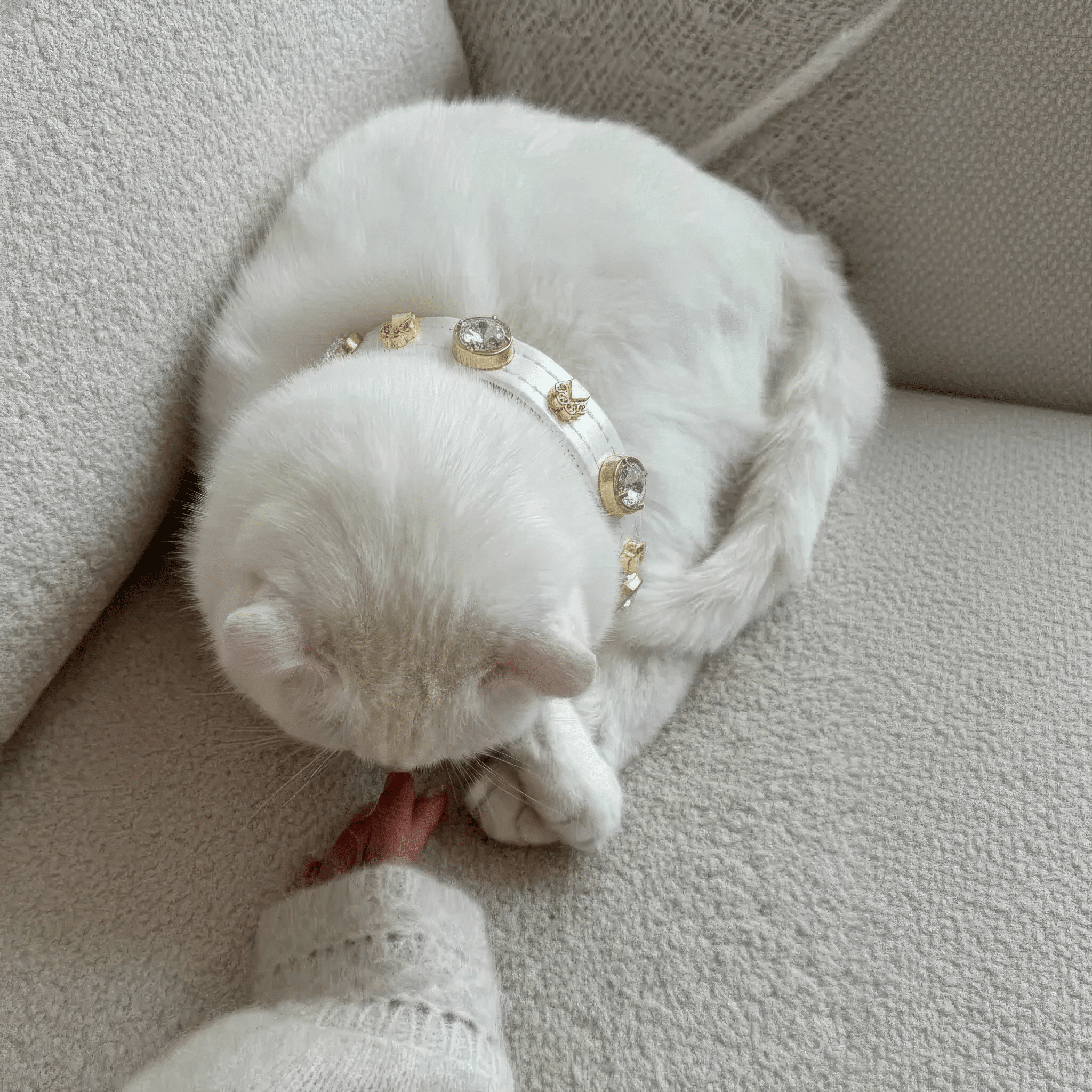 Lily Swarovski® Glossy Cat Collar - PAW LONDON
