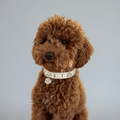 Lily Swarovski® Glossy White Dog Collar 💎 - PAW LONDON