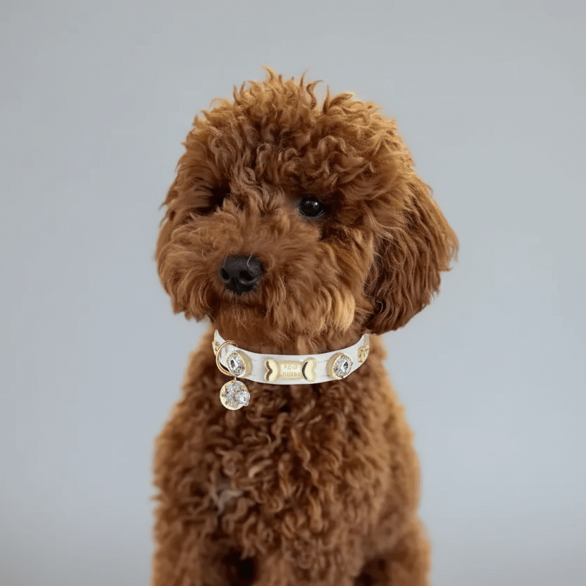 Lily Swarovski® Glossy White Dog Collar 💎 - PAW LONDON