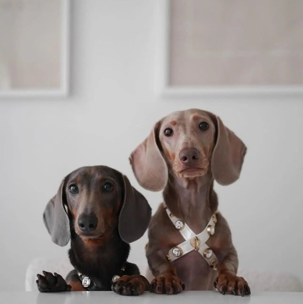 Lily Swarovski Glossy White Dog Harness 💎 - PAW LONDON