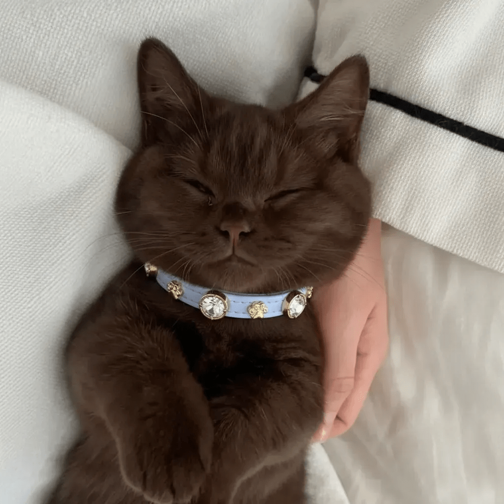 Louis Blue Swarovski® Cat Collar - PAW LONDON