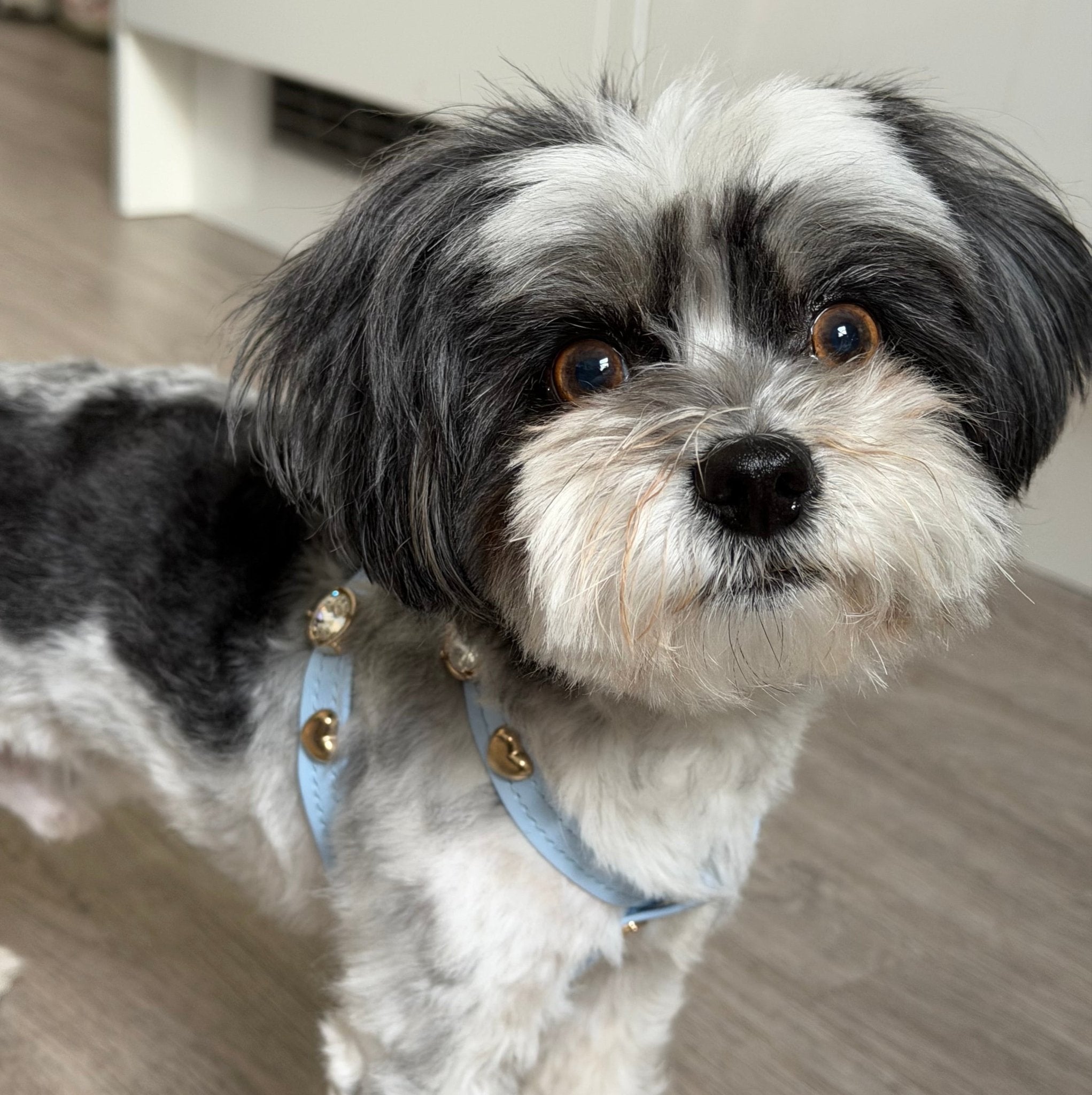 Louis Swarovski® Baby Blue Dog Harness 💎 - PAW LONDON