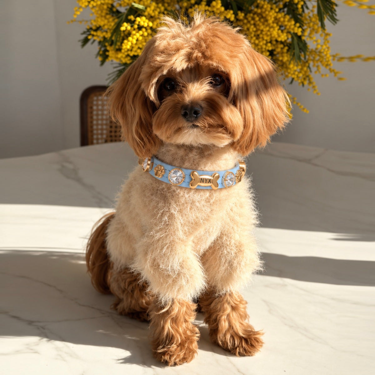 Louis Swarovski® Dog Collar | Baby Blue on a cavapoo - PAW LONDON