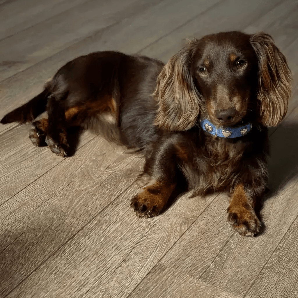Lovefool Denim Dog Collar | Ice 🩵 - PAW LONDON