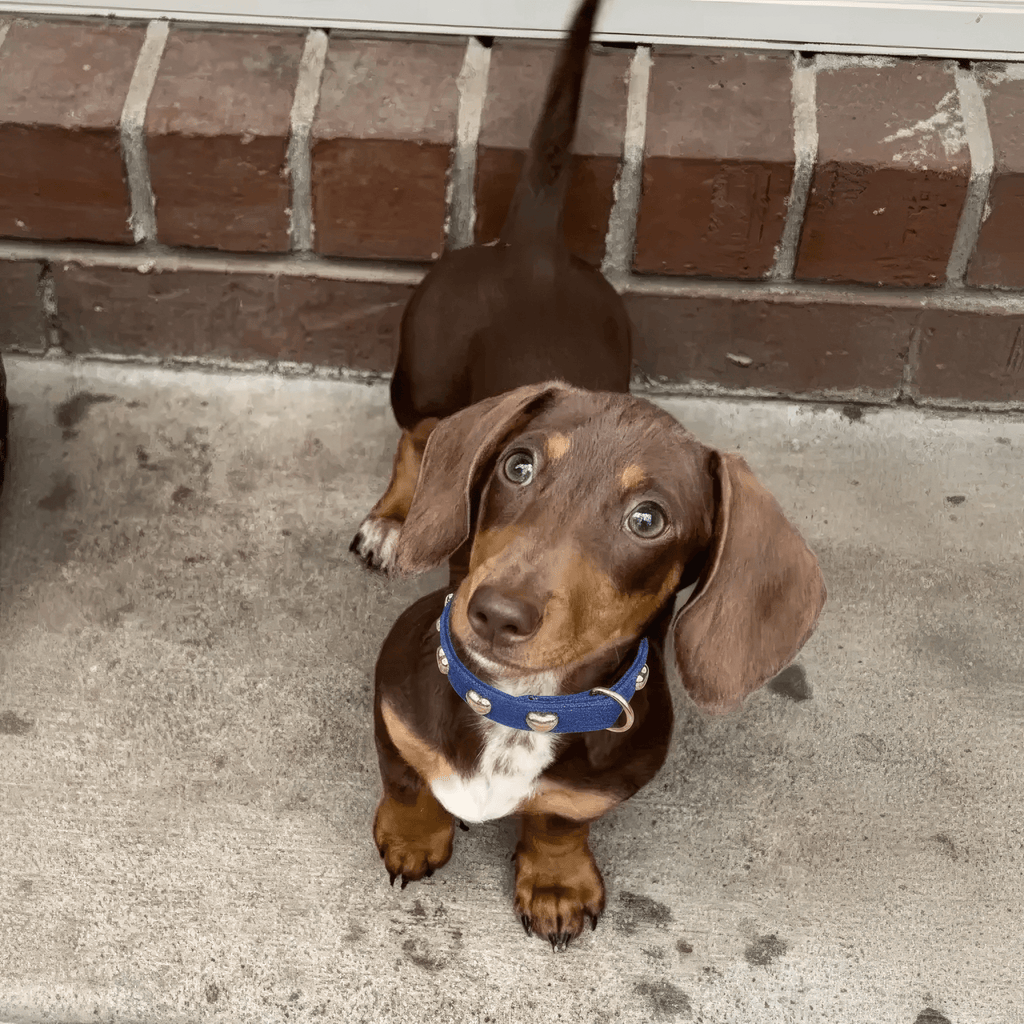 Lovefool Denim Dog Collar | Navy 💙 - PAW LONDON