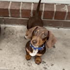 Lovefool Denim Dog Collar | Navy 💙 - PAW LONDON