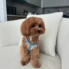 Lovefool Denim Dog Harness | Ice 🩵 - PAW LONDON