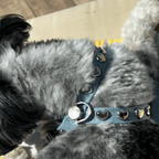 Lovefool Denim Dog Harness | Ice 🩵 - PAW LONDON