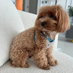 Lovefool Denim Dog Harness | Ice 🩵 - PAW LONDON