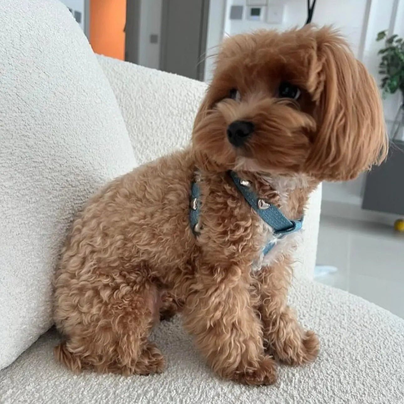 Lovefool Denim Dog Harness | Ice 🩵 - PAW LONDON