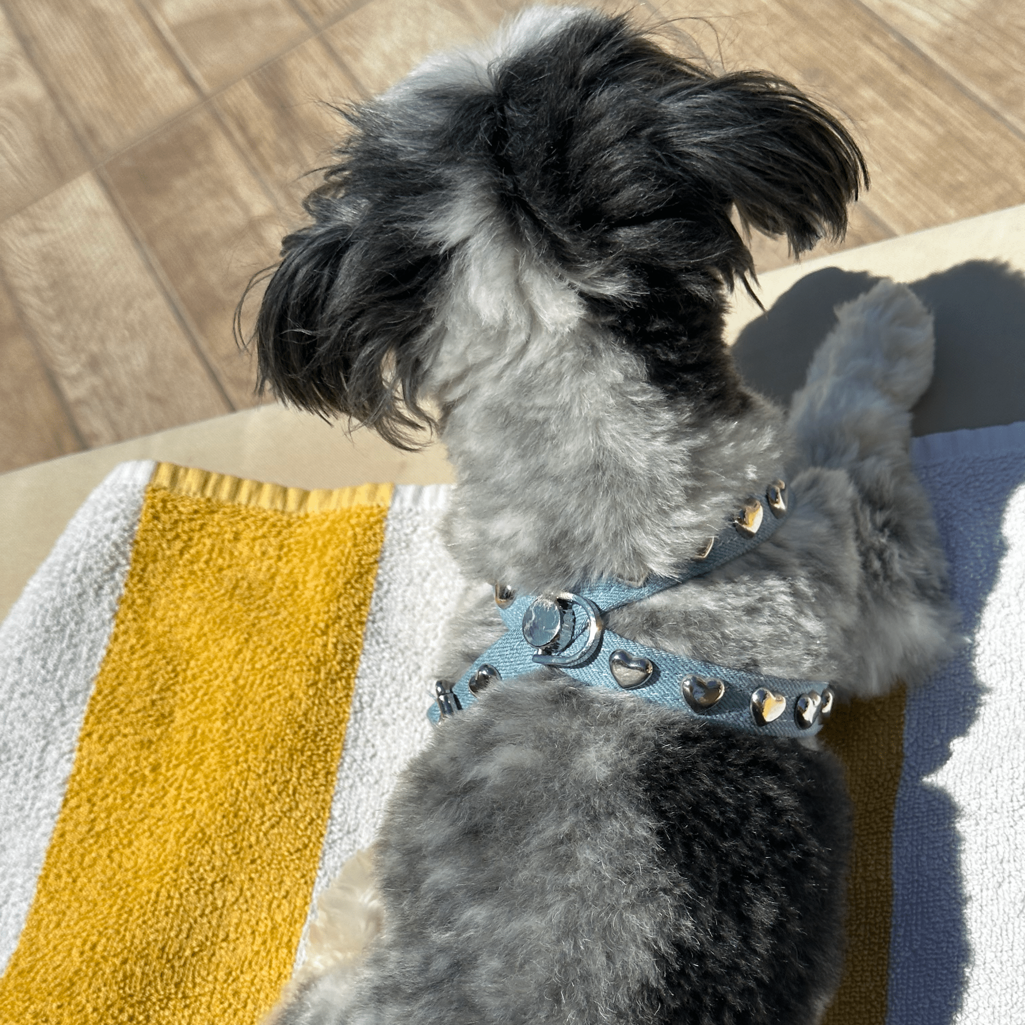 Lovefool Denim Dog Harness | Ice 🩵 - PAW LONDON