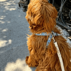 Lovefool Denim Dog Harness | Ice 🩵 - PAW LONDON