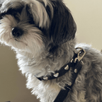 Lovefool Denim Dog Harness | Noir 🖤 - PAW LONDON