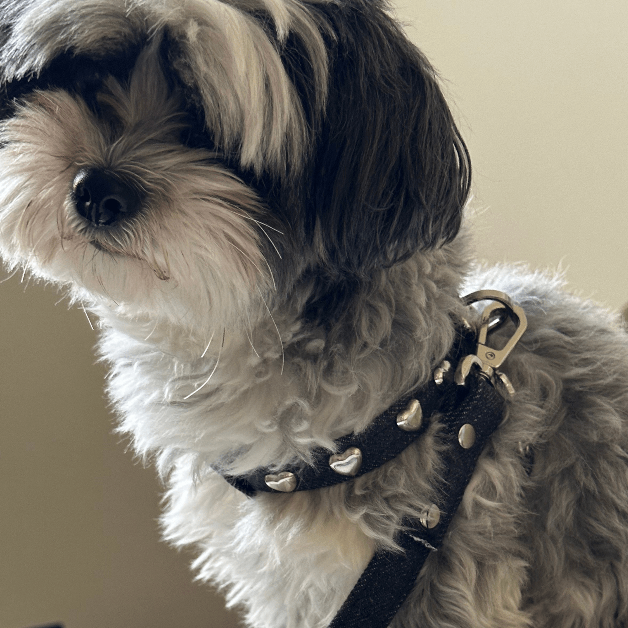 Lovefool Denim Dog Harness | Noir 🖤 - PAW LONDON