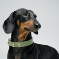 Matcha Dog Collar - PAW LONDON