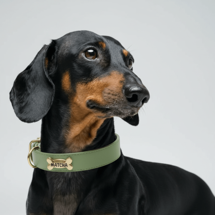 Matcha Dog Collar - PAW LONDON
