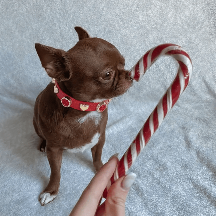 Merry Swarovski® Red Dog Collar 💎 - PAW LONDON