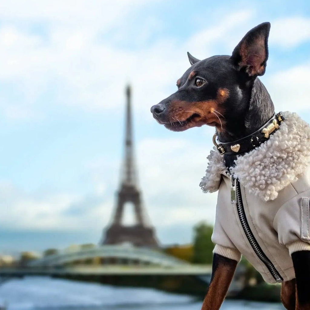 Noho Black Swarovski Dog Collar 💎 - PAW LONDON