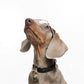 Pawlentino Rockstud Dog Collar | Red 🪨 - PAW LONDON