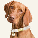 Pawlentino Rockstud Dog Collar | White on White 🪨 - PAW LONDON