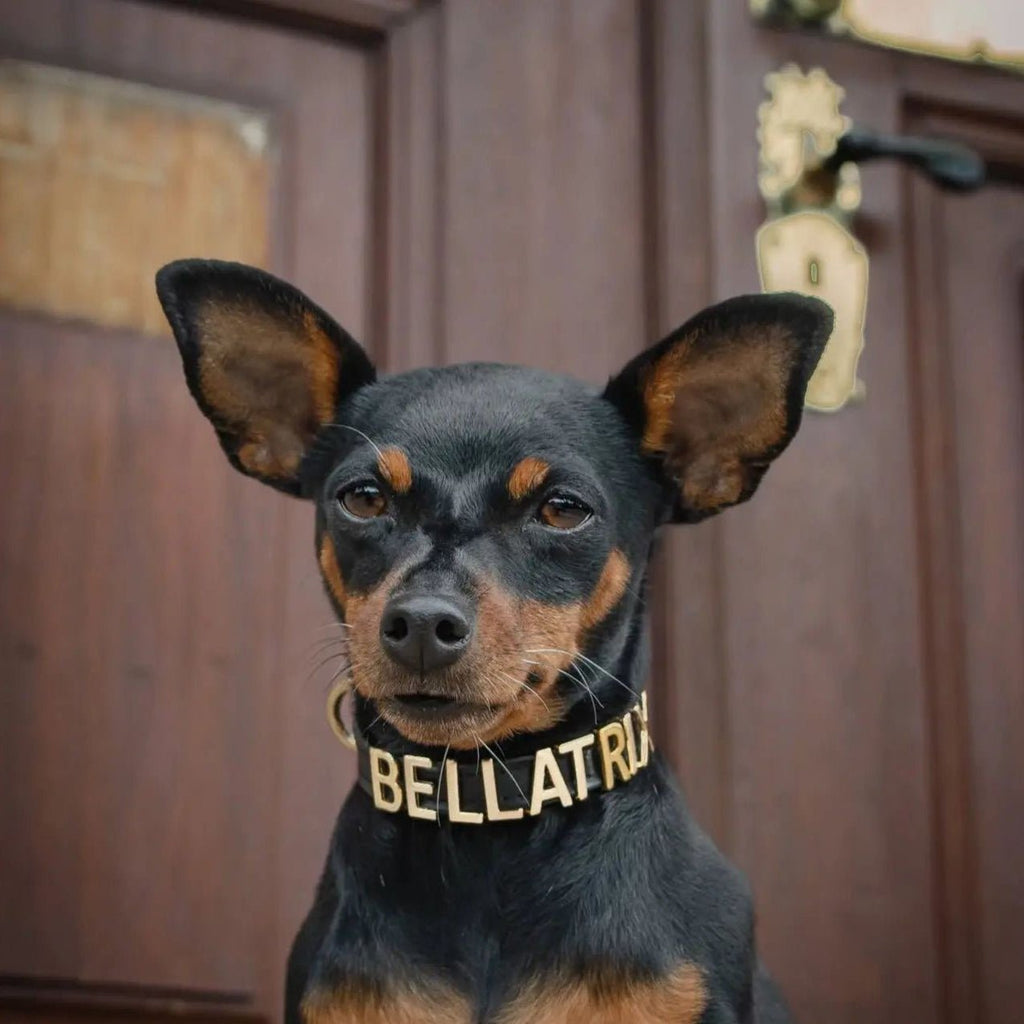Personalised Collar | Write Your Pet's Name ★ - PAW LONDON