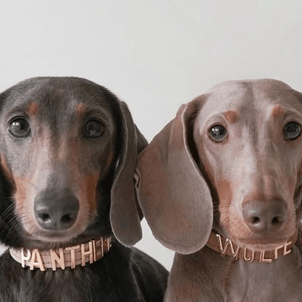 Personalised Collar | Write Your Pet's Name ★ - PAW LONDON
