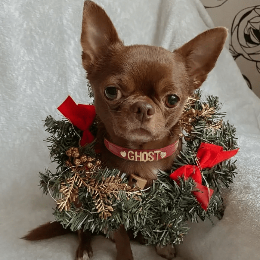 Personalised Collar | Write Your Pet's Name ★ - PAW LONDON