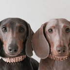 Personalised Collar | Write Your Pet's Name ★ - PAW LONDON