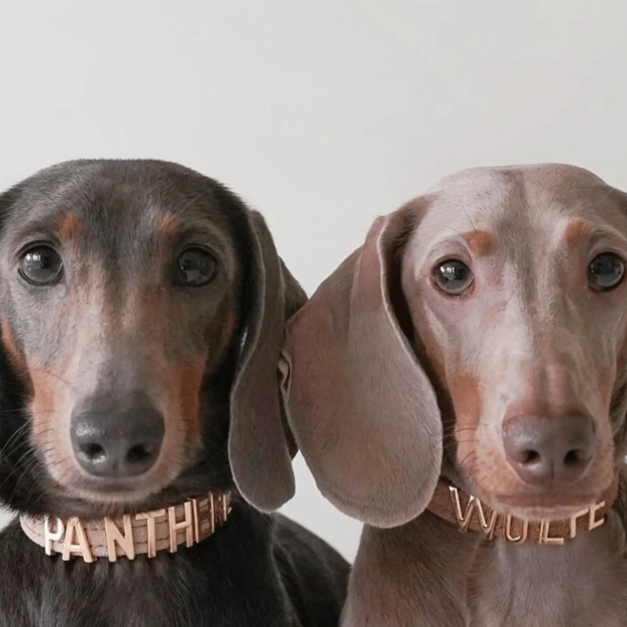 Personalised Collar | Write Your Pet's Name ★ - PAW LONDON