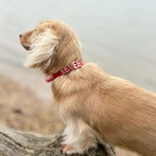 Personalised Collar | Write Your Pet's Name ★ - PAW LONDON
