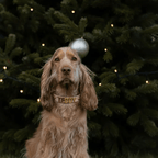 Personalised Collar | Write Your Pet's Name ★ - PAW LONDON
