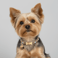 Peter Swarovski® Dog Collar 💎 - PAW LONDON