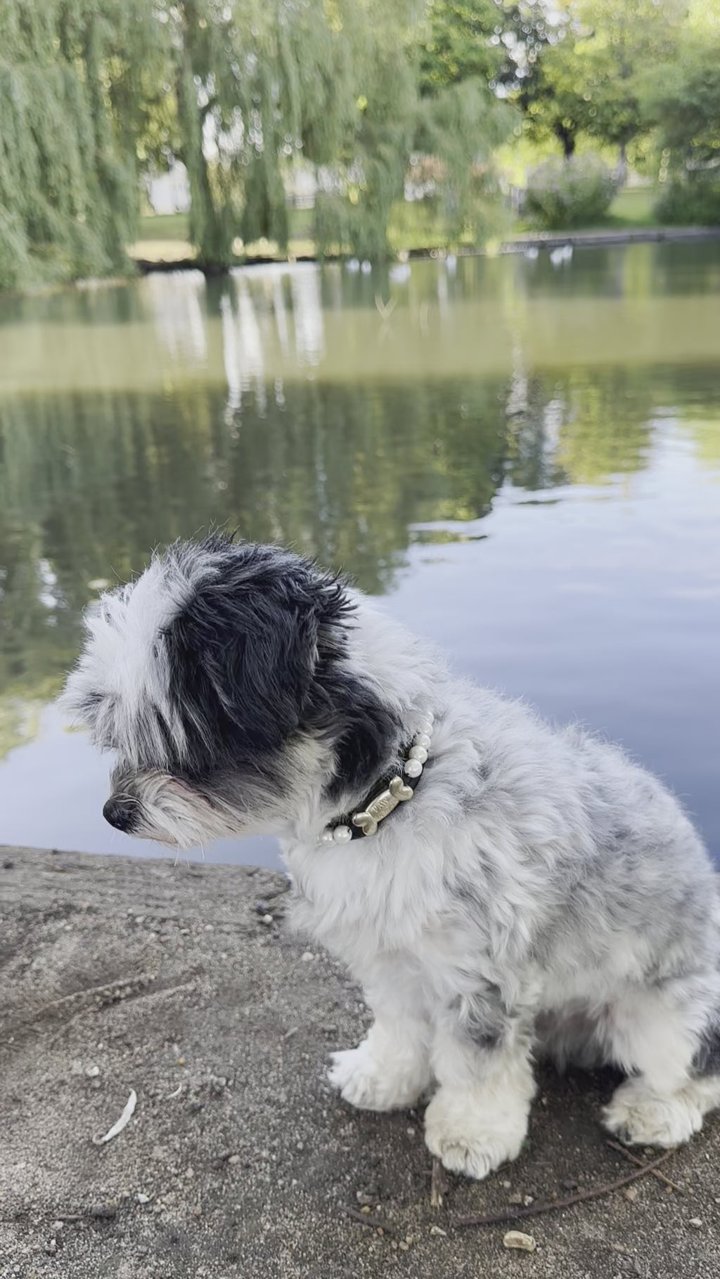 Tahiti Pearl Dog Collar Black 🖤