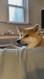 Pawlentino Rockstud Hundehalsband | Rot 🪨