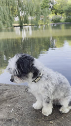 Tahiti Pearl Dog Harness | Black 🖤