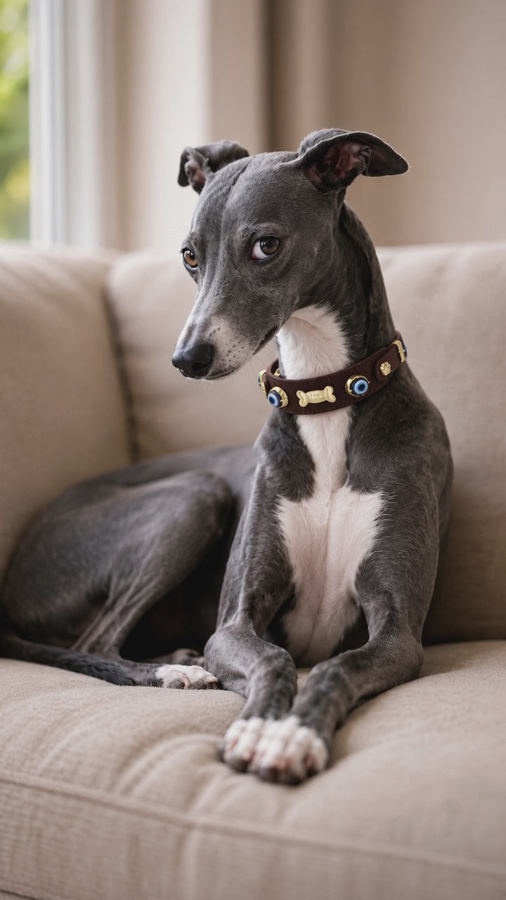 Suede Evil Eye Hound Collar | Bitter Chocolate