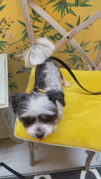 Evil Eye Dog Lead | Black  🧿