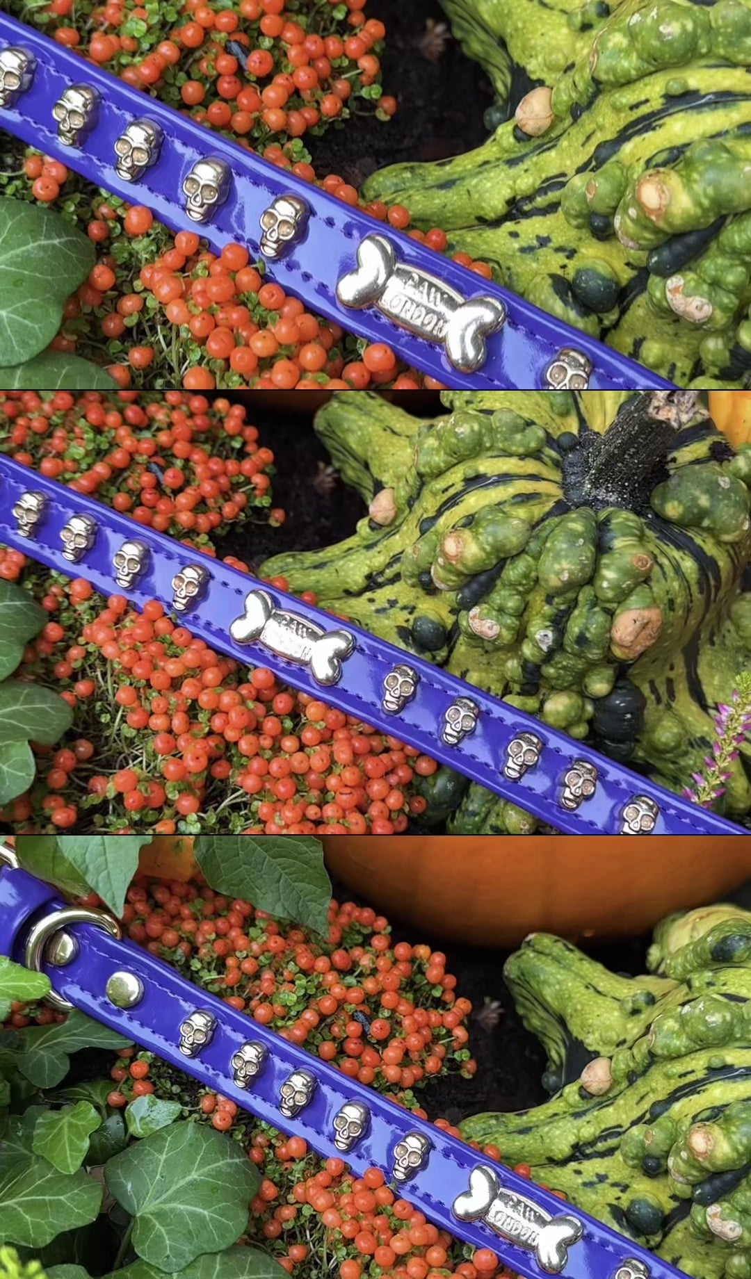 Lila Hundehalsband mit Halloween-Motiv und vergoldeten Totenköpfen 🎃