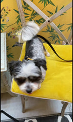 Evil Eye Dog Harness | Black 🧿.