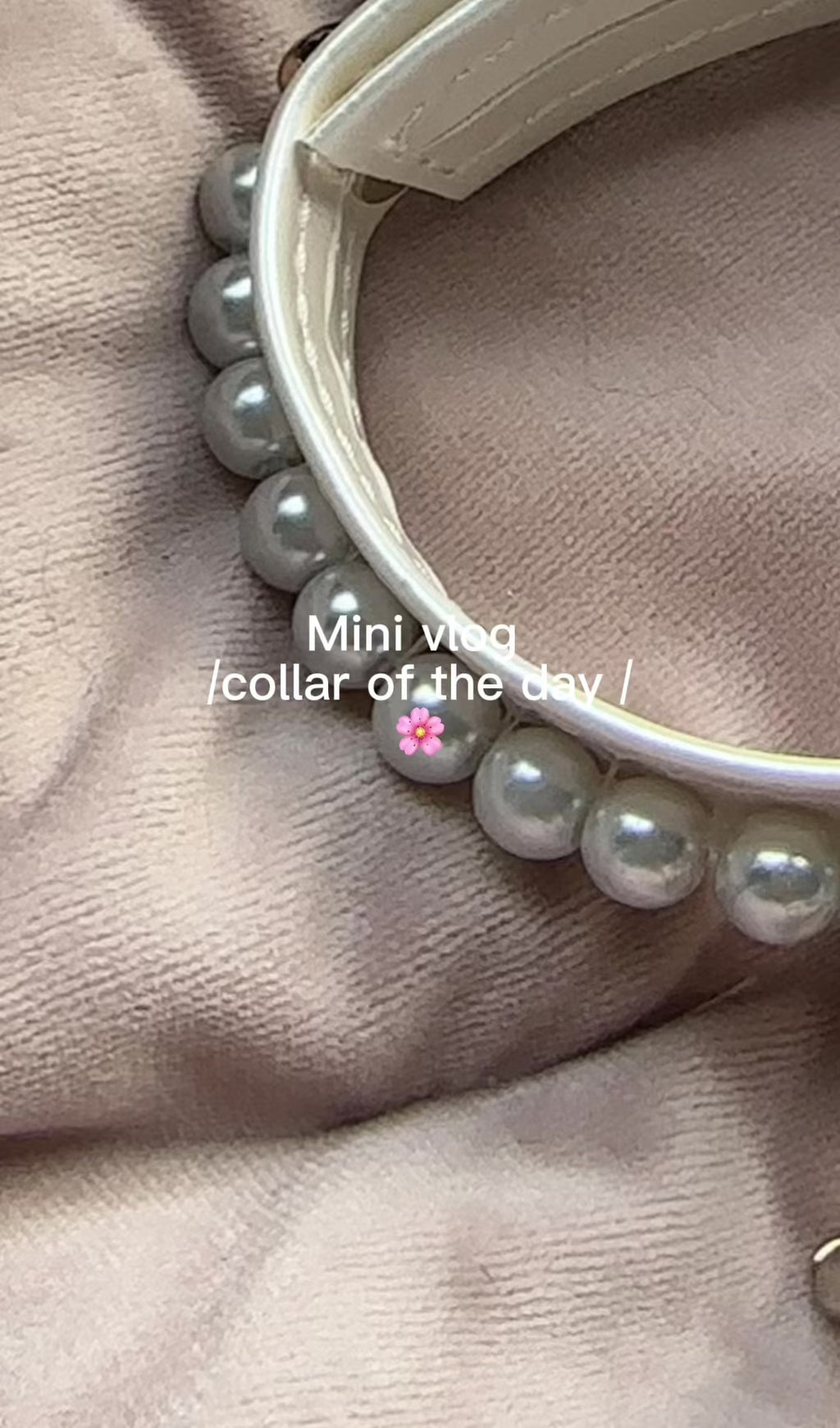 Diana Pearl Dog Collar White 🤍