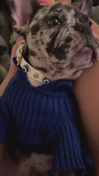 Evil Eye Dog Collar White 🧿