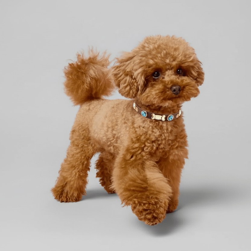 Rene Swarovski® Brown Dog Collar 💎 - PAW LONDON