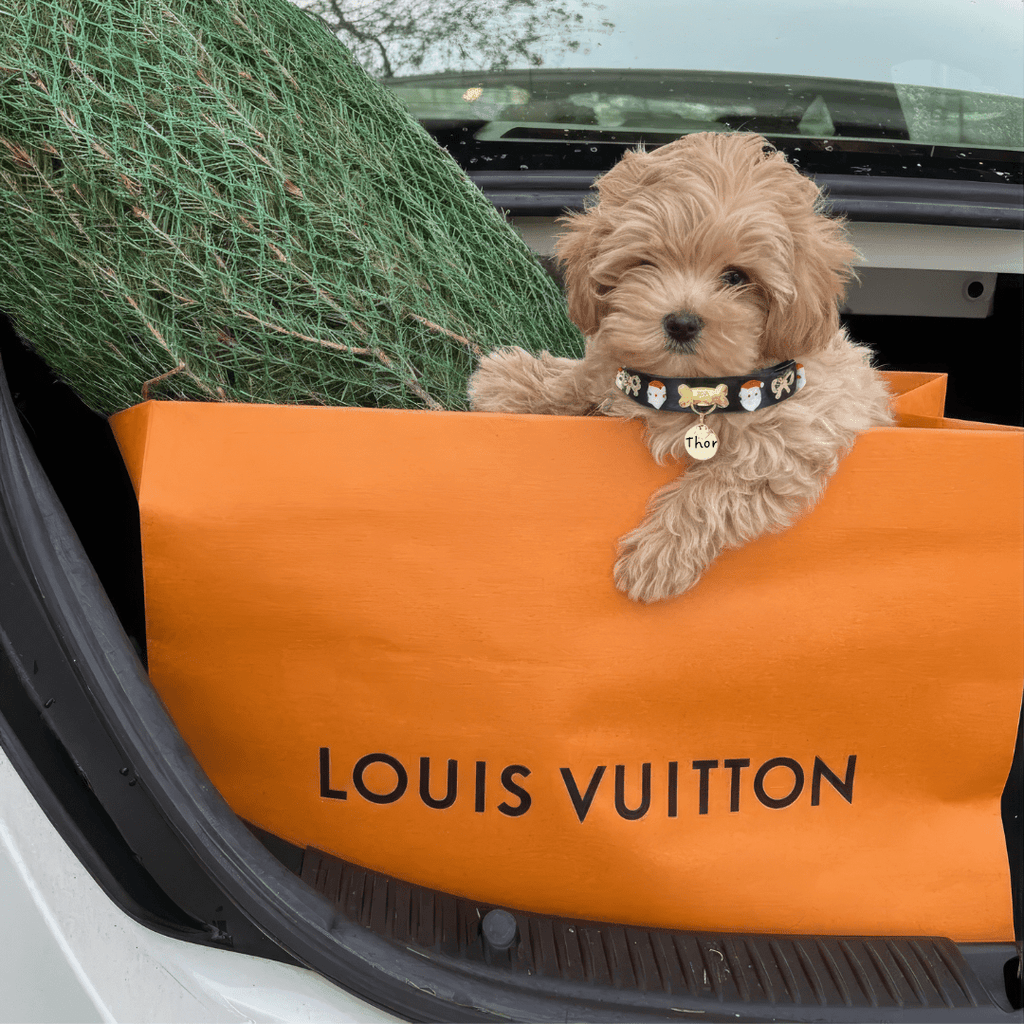 Santa Xmas Christmas Dog Collar | Black - PAW LONDON