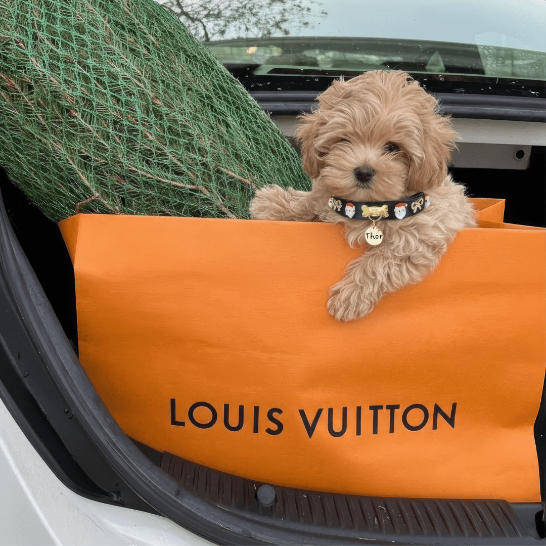 Santa Xmas Christmas Dog Collar | Black - PAW LONDON